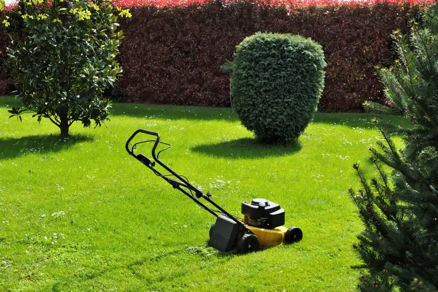 Professional Landscape Maintenance